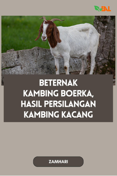 Sampul buku Beternak Kambing Boe...